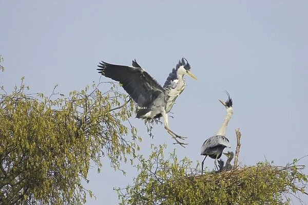 Grey Heron (Ardea cinerea) adult pair, one in flight arriving at nestsite, at nest with chicks, Hertfordshire, England