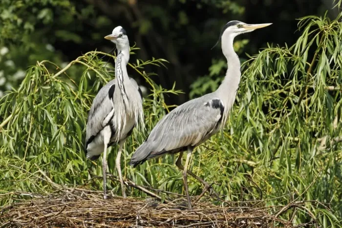 Framed Print : Grey Heron (Ardea cinerea) adult pair with chicks, at nest in tree, Midlands, England, april Framed Print : Grey Heron (Ardea cinerea) adult pair with chicks, at nest in tree, Midlands, England, april