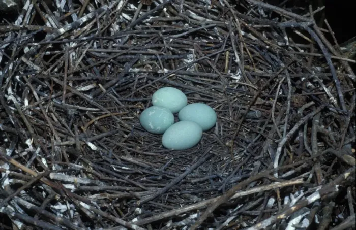 Framed Print : Grey Heron (Ardea cinerea) Close-up / nest and four eggs Framed Print : Grey Heron (Ardea cinerea) Close-up / nest and four eggs