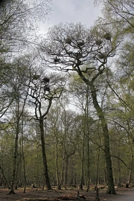Framed Print : Grey Heron (Ardea cinerea) heronry, nests in mature oak trees in mature woodland, Staffordshire, England, april Framed Print : Grey Heron (Ardea cinerea) heronry, nests in mature oak trees in mature woodland, Staffordshire, England, april