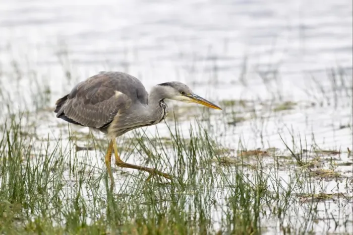 Framed Print : Grey Heron (Ardea cinerea) immature, hunting in shallow water, Islay, Inner Hebrides, Scotland, november