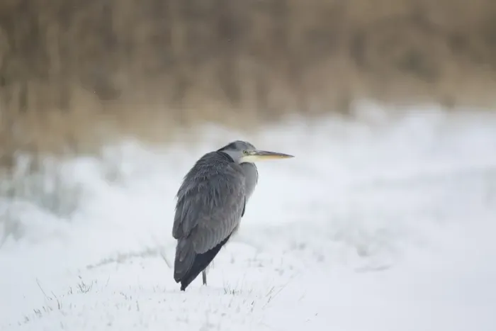 Framed Print : Grey Heron (Ardea cinerea) immature, standing in snow at edge of reedbed, Suffolk, England, february Framed Print : Grey Heron (Ardea cinerea) immature, standing in snow at edge of reedbed, Suffolk, England, february