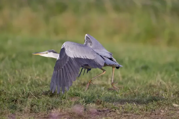 Framed Print : Grey Heron (Ardea cinerea) immature, in flight, taking off from marsh, Suffolk, England, June Framed Print : Grey Heron (Ardea cinerea) immature, in flight, taking off from marsh, Suffolk, England, June