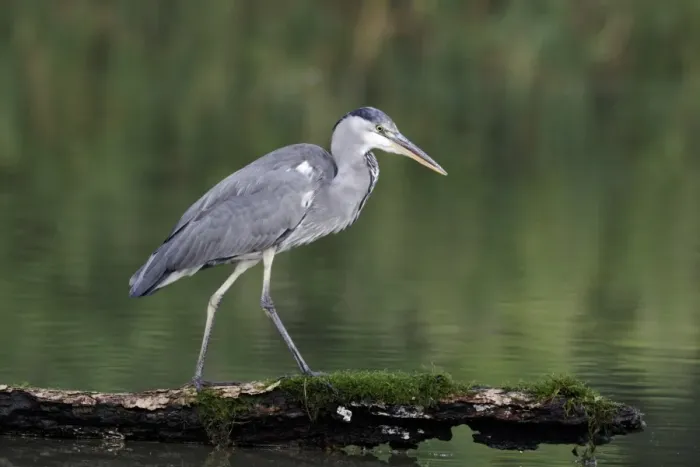 Framed Print : Grey Heron (Ardea cinerea) immature, standing on log in water, Warwickshire, England, August Framed Print : Grey Heron (Ardea cinerea) immature, standing on log in water, Warwickshire, England, August