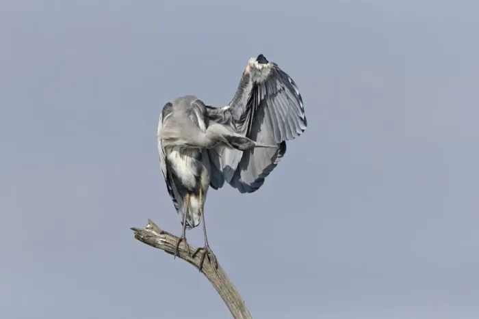 Framed Print : Grey Heron (Ardea cinerea) juvenile, preening, standing on branch, Suffolk, England, September