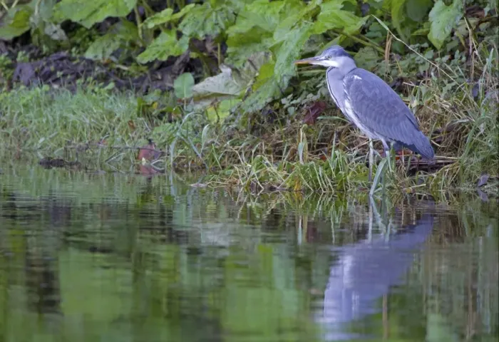Framed Print : Grey Heron (Ardea cinerea) juvenile, standing at edge of river, River Whiteadder, Berwickshire, Scottish Borders, Scotland, october