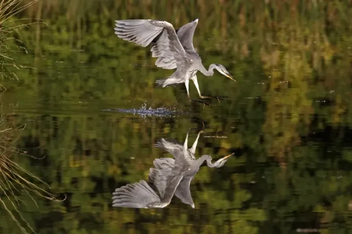Framed Print : Grey Heron (Ardea cinerea) juvenile, in flight, feeding, striking at fish in water, Midlands, England, october (one of four in sequence)