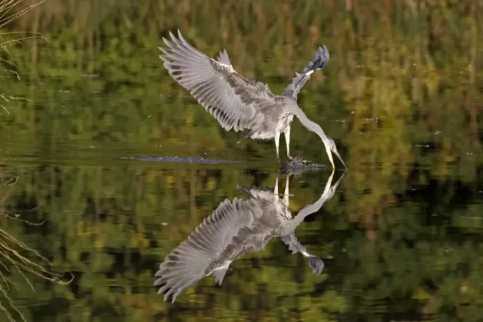 Framed Print : Grey Heron (Ardea cinerea) juvenile, feeding, striking at fish in water, Midlands, England, october (two of four in sequence)