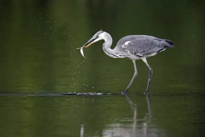 Framed Print : Grey Heron (Ardea cinerea) juvenile, feeding on fish prey, standing in water, Midlands, England, july Framed Print : Grey Heron (Ardea cinerea) juvenile, feeding on fish prey, standing in water, Midlands, England, july