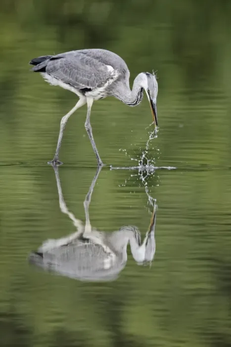 Framed Print : Grey Heron (Ardea cinerea) juvenile, fishing, standing in water with reflection, Midlands, England, july Framed Print : Grey Heron (Ardea cinerea) juvenile, fishing, standing in water with reflection, Midlands, England, july