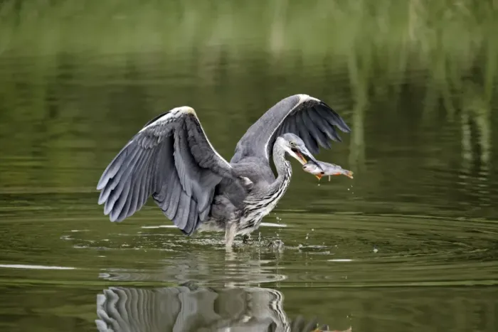 Framed Print : Grey Heron (Ardea cinerea) juvenile, with fish in beak, feeding in water, Midlands, England, august Framed Print : Grey Heron (Ardea cinerea) juvenile, with fish in beak, feeding in water, Midlands, England, august