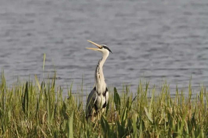 Framed Print : Grey Heron calling