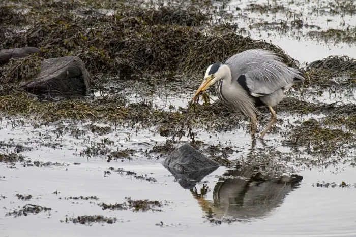Framed Print : Grey Heron hunting for fish at low tide in seaweed Framed Print : Grey Heron hunting for fish at low tide in seaweed