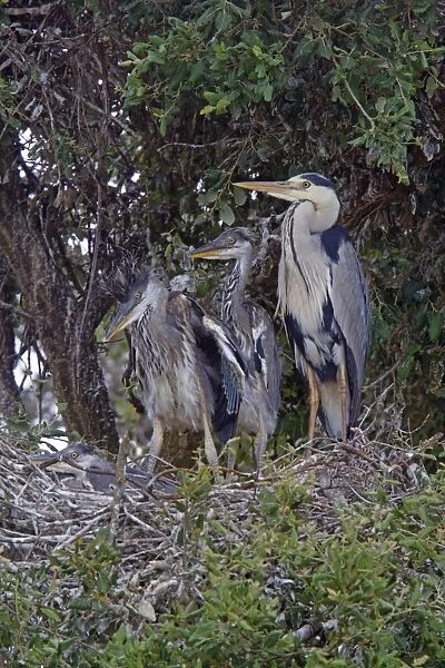 Grey Heron at nest with large young