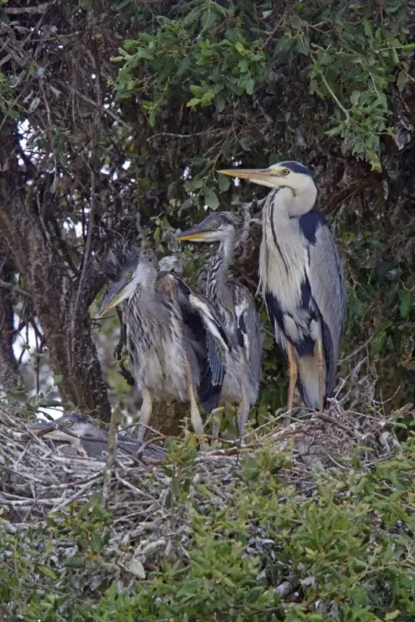 Framed Print : Grey Heron at nest with large young Framed Print : Grey Heron at nest with large young