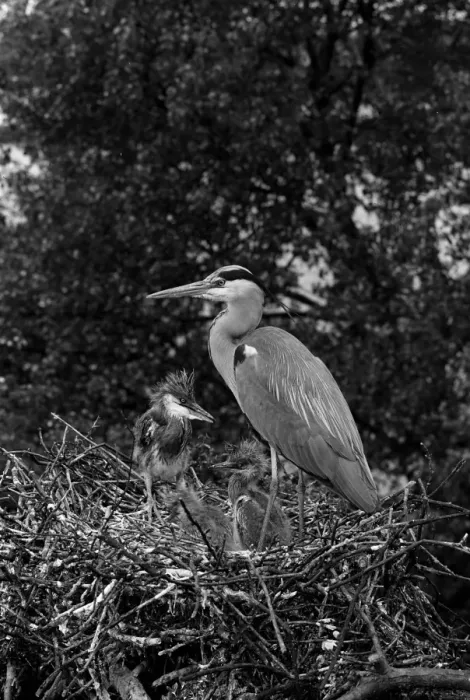 Framed Print : Grey Heron at nest Walthamstow No 5 Reservoir. Taken by Eric Hosking in 1951 Framed Print : Grey Heron at nest Walthamstow No 5 Reservoir. Taken by Eric Hosking in 1951
