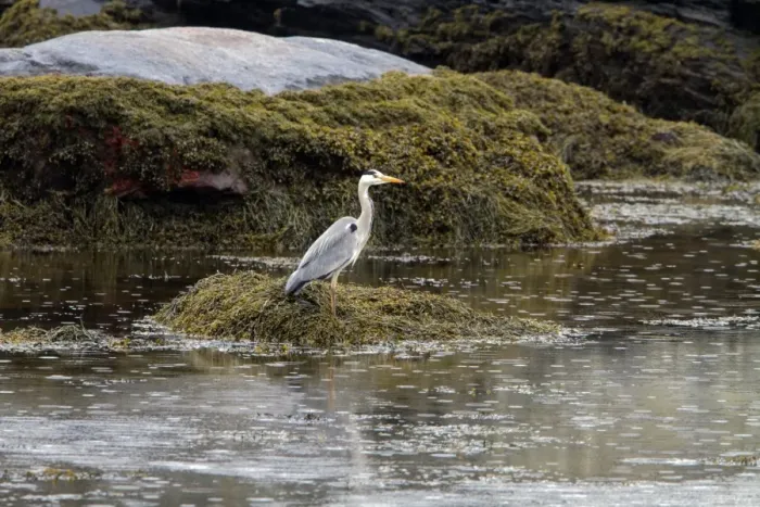 Framed Print : Grey Heron standing on exposed sea weed at low tide in the rain Framed Print : Grey Heron standing on exposed sea weed at low tide in the rain