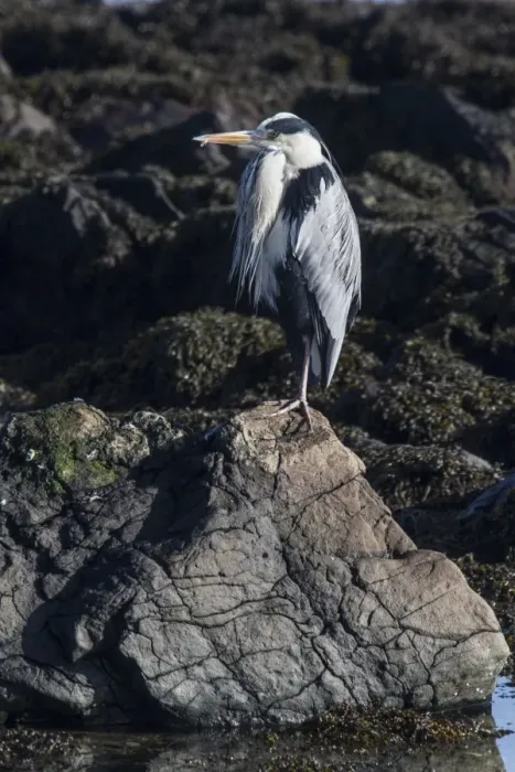 Framed Print : Grey Heron standing on sea shore rocks