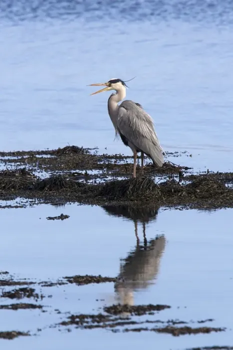 Framed Print : Grey Heron standing on sea shore rocks calling Framed Print : Grey Heron standing on sea shore rocks calling