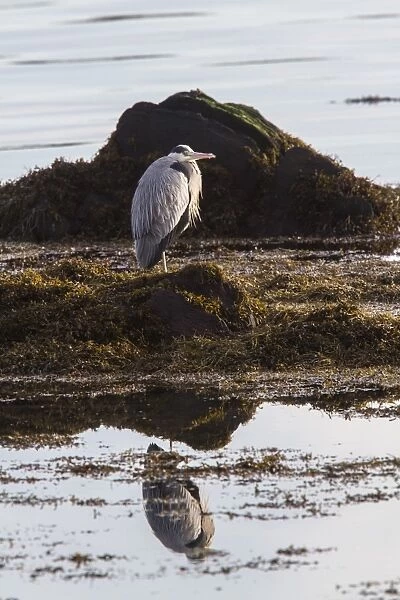 Grey Heron standing on sea weed