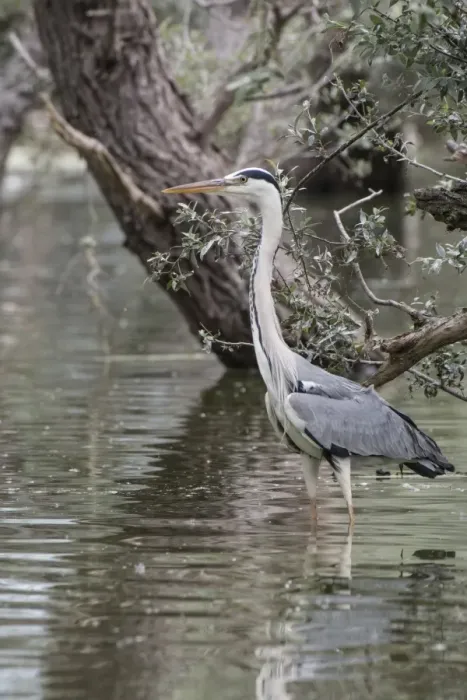 Framed Print : Grey Heron standing in water near willow tree, fishing Framed Print : Grey Heron standing in water near willow tree, fishing