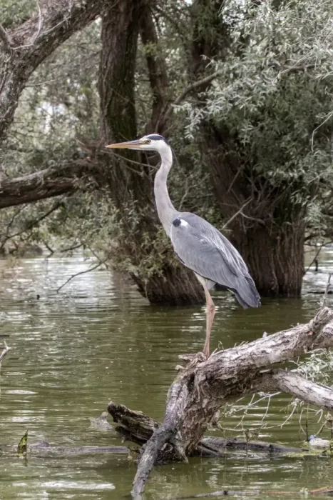 Framed Print : Grey Heron standing on Willow tree Framed Print : Grey Heron standing on Willow tree