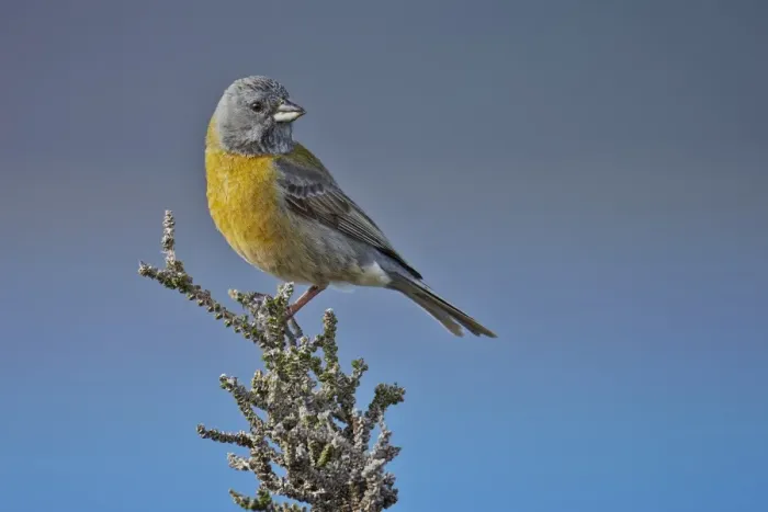 Framed Print : Grey-hooded Sierra-finch (Phrygilus gayi) adult male, perched on bush, Torres del Paine N. P Framed Print : Grey-hooded Sierra-finch (Phrygilus gayi) adult male, perched on bush, Torres del Paine N. P