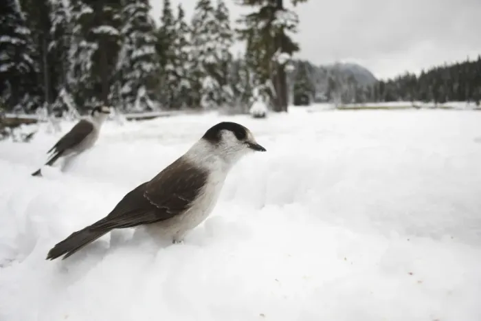 Framed Print : Grey Jay (Perisoreus canadensis) two adults, standing on snow, Paradise Meadows, Strathcona Provincial Park Framed Print : Grey Jay (Perisoreus canadensis) two adults, standing on snow, Paradise Meadows, Strathcona Provincial Park