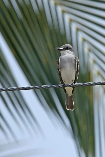 Grey Kingbird (Tyrannus dominicensis dominicensis) adult, perched on overhead powerline, Linstead, Jamaica, april