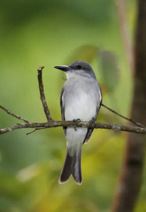 Framed Print : Grey Kingbird (Tyrannus dominicensis vorax) adult, perched on twig, Fond Doux Plantation, St Framed Print : Grey Kingbird (Tyrannus dominicensis vorax) adult, perched on twig, Fond Doux Plantation, St