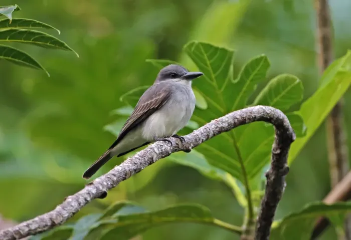 Framed Print : Grey Kingbird (Tyrannus dominicensis vorax) adult, perched on branch, Fond Doux Plantation, St Framed Print : Grey Kingbird (Tyrannus dominicensis vorax) adult, perched on branch, Fond Doux Plantation, St