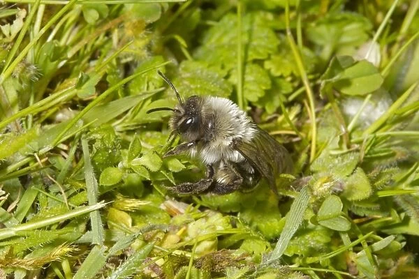 Grey Mining Bee (Andrena vaga) adult, extinct in UK since 1946 and first seen again this year at two sites