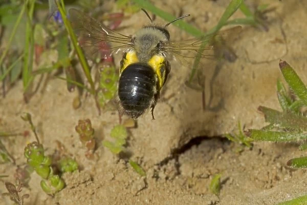 Grey Mining Bee (Andrena vaga) adult female, in flight, carrying pollen, locally extinct in UK since 1946