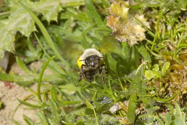 Grey Mining Bee (Andrena vaga) adult female, in flight, carrying pollen, locally extinct in UK since 1946