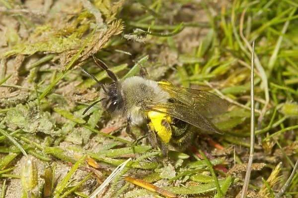 Grey Mining Bee (Andrena vaga) adult female, carrying pollen, locally extinct in UK since 1946