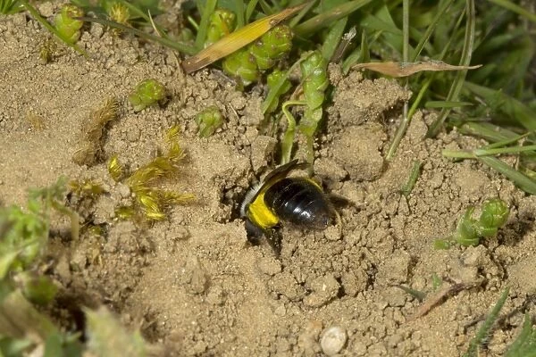 Grey Mining Bee (Andrena vaga) adult female, carrying pollen and digging nest