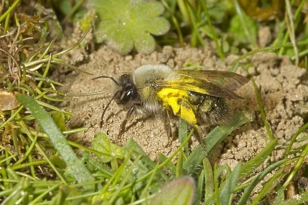 Grey Mining Bee (Andrena vaga) adult female, carrying pollen, extinct in UK since 1946