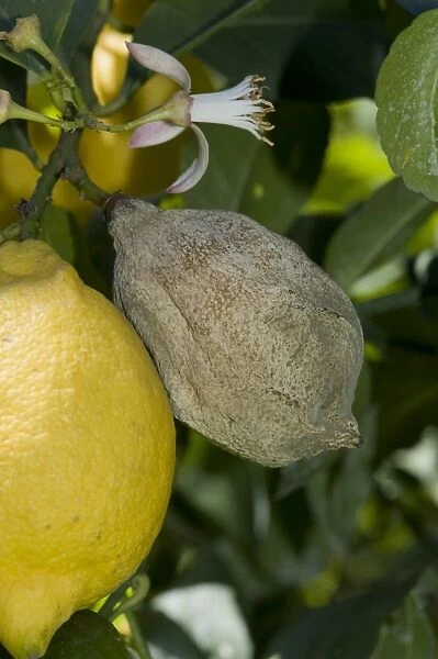 Grey mould, Botrytis cinerea, rotted lemon fruit on the tree, Campania, Italy, May