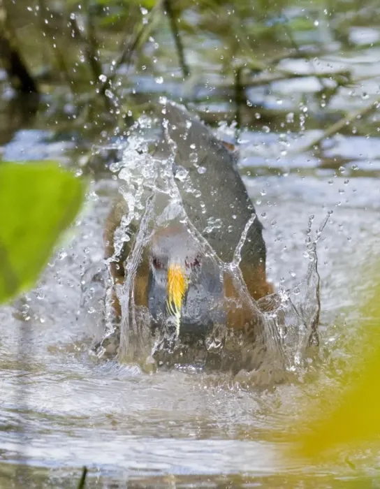 Framed Print : Grey-necked Wood-rail (Aramides cajanea) adult, bathing, in lowland tropical forest, Tikal N. P. Peten, Guatemala Framed Print : Grey-necked Wood-rail (Aramides cajanea) adult, bathing, in lowland tropical forest, Tikal N. P. Peten, Guatemala