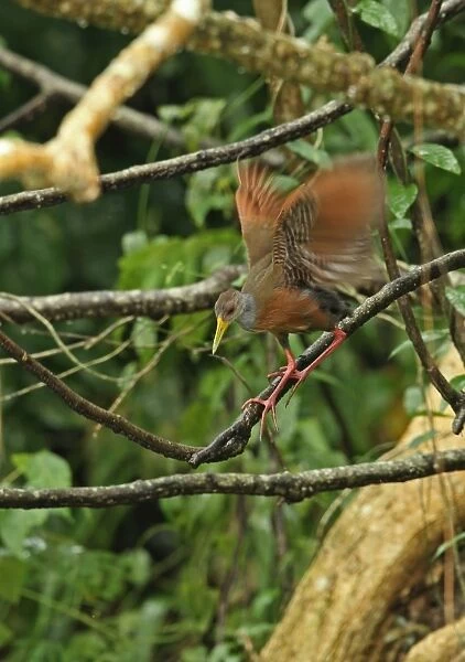 Grey-necked Wood-rail (Aramides cajaneus cajaneus) adult, flapping wings, climbing down branch during rainfall