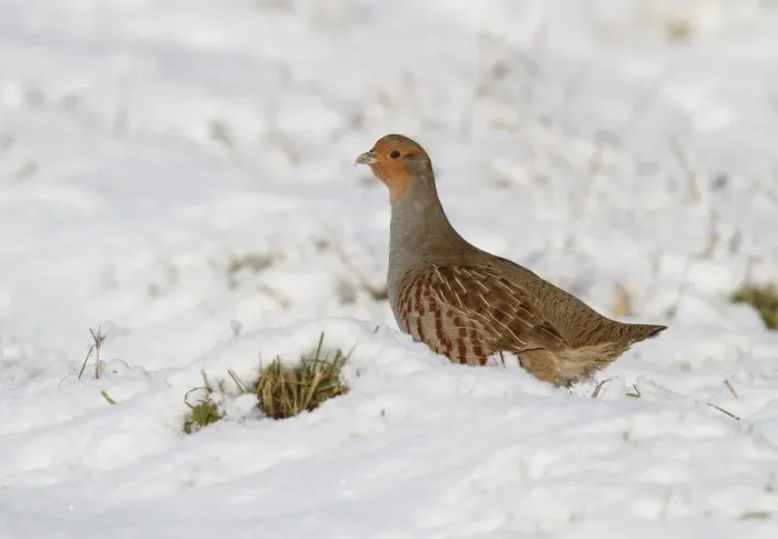 Framed Print : Grey Partridge (Perdix perdix) adult, standing in snow, Leicestershire, England, november Framed Print : Grey Partridge (Perdix perdix) adult, standing in snow, Leicestershire, England, november