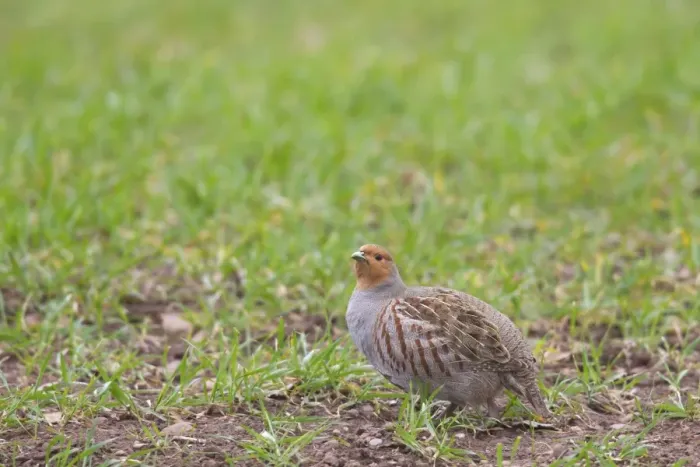 Framed Print : Grey Partridge (Perdix perdix) adult, standing in arable field with crop, Berwickshire, Scottish Borders, Scotland Framed Print : Grey Partridge (Perdix perdix) adult, standing in arable field with crop, Berwickshire, Scottish Borders, Scotland