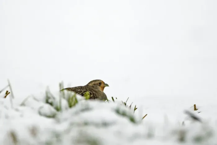 Framed Print : Grey Partridge (Perdix perdix) adult female, crouching in snow, Norfolk, England, february Framed Print : Grey Partridge (Perdix perdix) adult female, crouching in snow, Norfolk, England, february