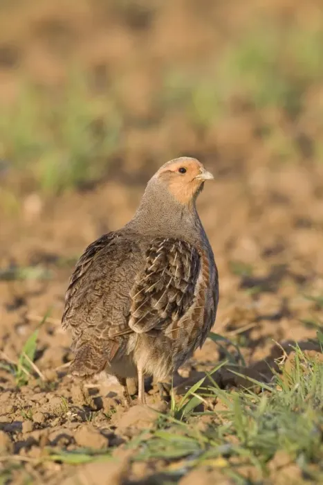 Framed Print : Grey Partridge (Perdix perdix) adult male, standing in arable field, Suffolk, England, april Framed Print : Grey Partridge (Perdix perdix) adult male, standing in arable field, Suffolk, England, april