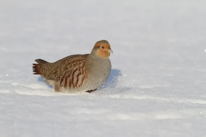 Framed Print : Grey Partridge (Perdix perdix) adult male, walking in snow, Leicestershire, England, january Framed Print : Grey Partridge (Perdix perdix) adult male, walking in snow, Leicestershire, England, january