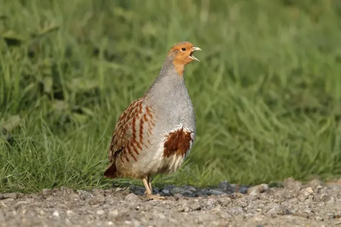 Framed Print : Grey Partridge (Perdix perdix) adult male, calling, standing on farm track, Leicestershire, England, april Framed Print : Grey Partridge (Perdix perdix) adult male, calling, standing on farm track, Leicestershire, England, april