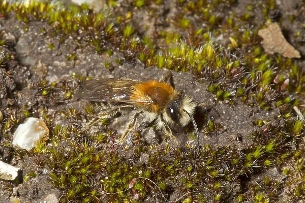 Grey-patched Mining Bee (Andrena nitida) adult male, Norfolk, England, April
