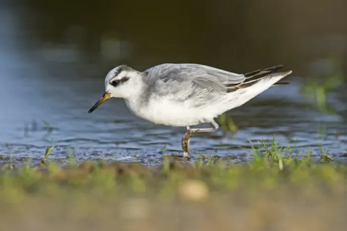 Framed Print : Grey Phalarope (Phalaropus fulicarius) adult, winter plumage, walking in shallow water, Winterton, Norfolk, England, january Framed Print : Grey Phalarope (Phalaropus fulicarius) adult, winter plumage, walking in shallow water, Winterton, Norfolk, England, january