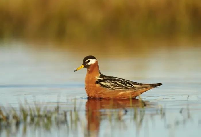 Framed Print : Grey Phalarope (Phalaropus fulicarius) adult female, breeding plumage, swimming on tundra pool, near Barrow, Alaska Framed Print : Grey Phalarope (Phalaropus fulicarius) adult female, breeding plumage, swimming on tundra pool, near Barrow, Alaska
