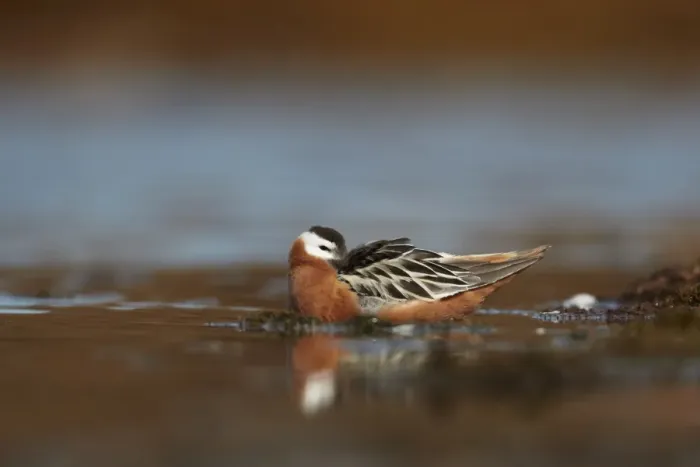 Framed Print : Grey Phalarope Phalaropus fulicarius adult female, breeding plumage, resting beside small tundra pool, Svalbard, June Framed Print : Grey Phalarope Phalaropus fulicarius adult female, breeding plumage, resting beside small tundra pool, Svalbard, June